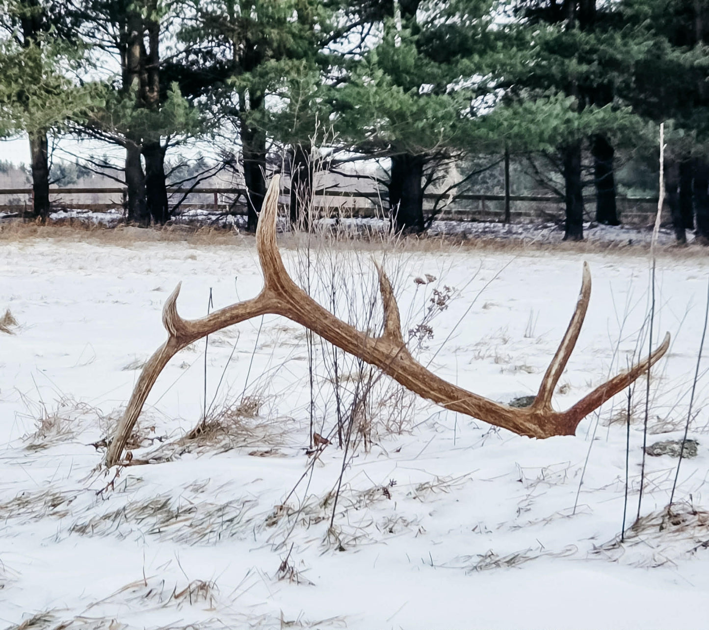 Three Hour Shed Hunt